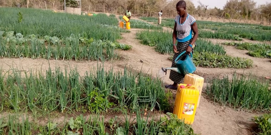 • Le maraîchage pour lutter contre la malnutrition et la pauvreté des ménages vulnérables en particulier