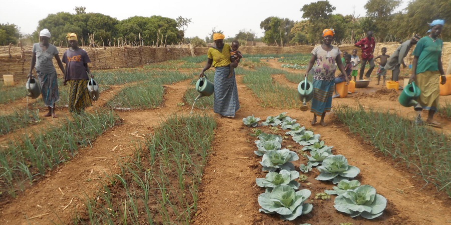 • • Des femmes du village de Bassiéri dans la commune de Gayéri formées et équipées par ANSD irriguent leurs parcelles de légumes.